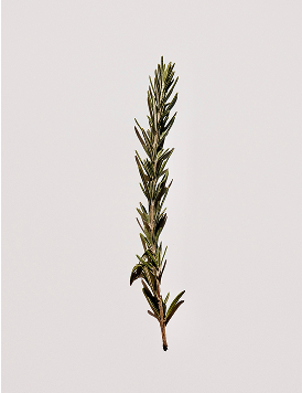 The Beauty of Rosemary Oil: A Natural Essential for Skin, Hair, and Daily Rituals