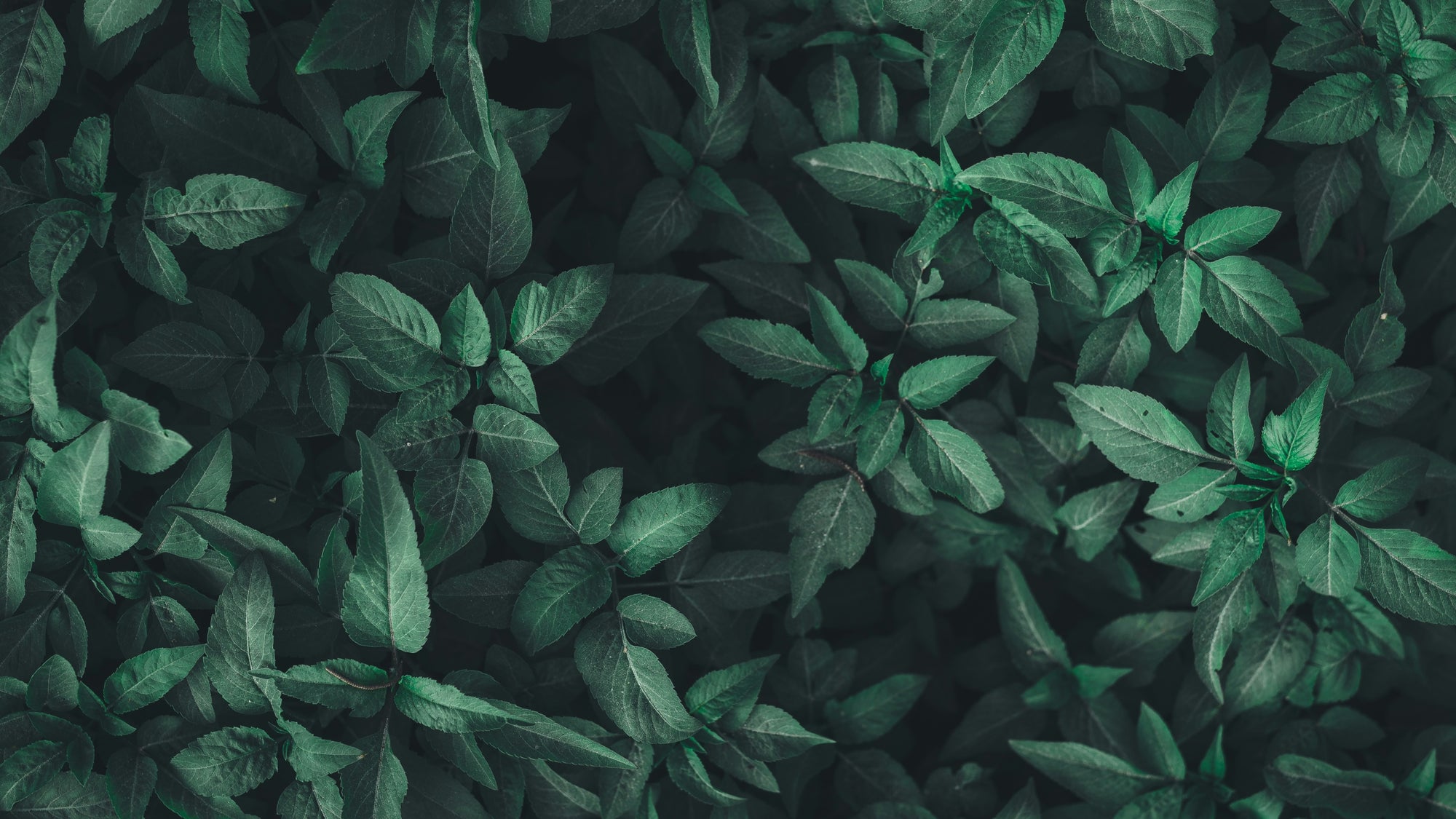 CTA